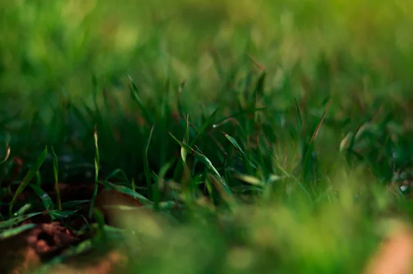 春の新鮮な緑の芝生. — ストック写真