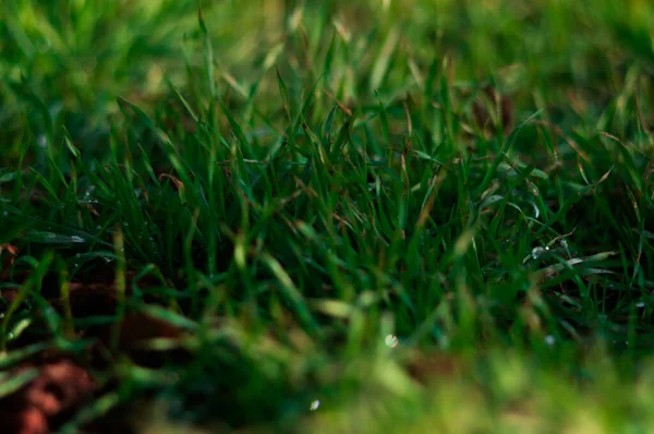 Frisches grünes Gras im Frühling. — Stockfoto