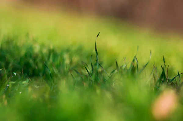 Весной зеленая трава . — стоковое фото