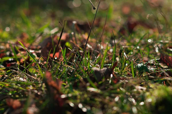 Весной зеленая трава . — стоковое фото