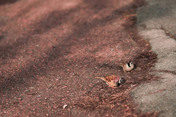 Dva hnědé vrabce na zemi — Stock fotografie
