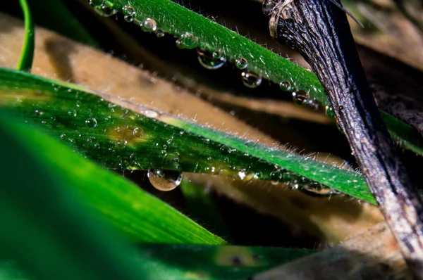 Капля росы на зеленой траве — стоковое фото
