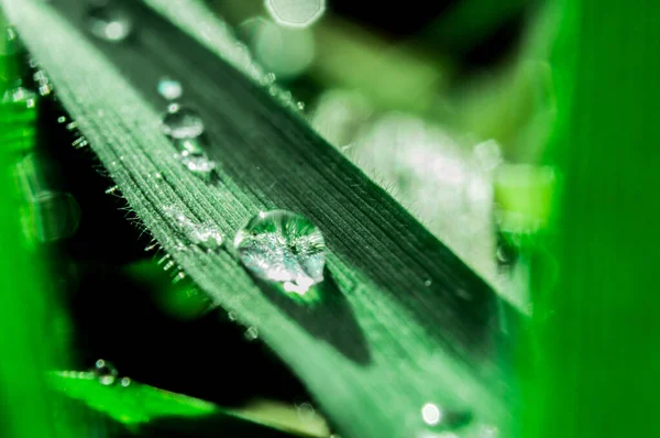 Goutte de rosée sur l'herbe verte — Photo