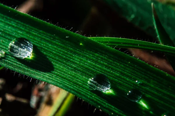 Gota de orvalho na grama verde — Fotografia de Stock