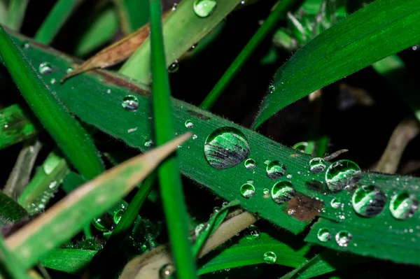 Gota de orvalho na grama verde — Fotografia de Stock