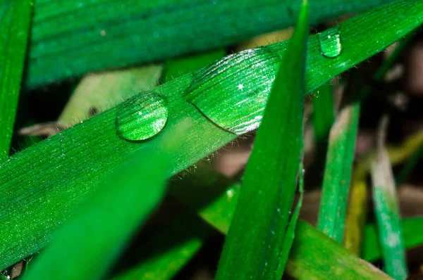 Gota de orvalho na grama verde — Fotografia de Stock