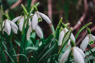 Arka planda bulanık beyaz kar damlaları. Baharın ilk güzel çiçekleri.