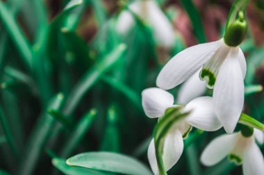 Arka planda bulanık beyaz kar damlaları. Baharın ilk güzel çiçekleri.
