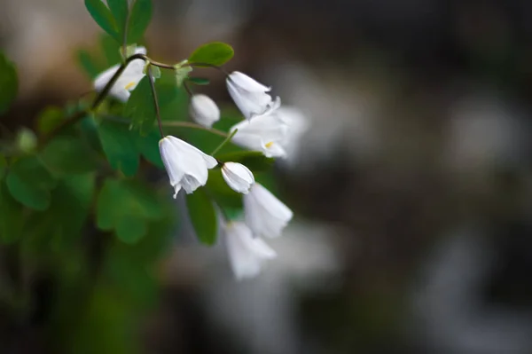 First white flower after winter in spring. Closeup flowers with blurred back ground.  Photo of new life.