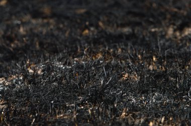 Ormandaki yangından sonra yanmış çimenler. Bulanık arkaplan ile çimenler kül oldu.