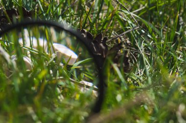 Çimlere beyaz haplar ve kozalaklar. Haplar ya da haplar Bokeh 'e yakın. Konsept fotoğraf teması Coronavirus ve Covid-19.