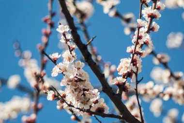 Beyaz ve kırmızı yapraklı kayısı çiçekleri. Kayısı çiçekleri bulanık arkaplanda sakura gibidir. Yeni hayatın fotoğrafı. 22 Nisan 'da Dünya Günü için Fotoğraf.