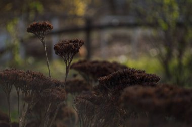 Kurumuş bitkiler arka planda bulanık görünüyor. 22 Nisan 'da Dünya Günü için Fotoğraf.