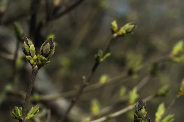 First Green Leaves Branch Tree Lilac Buds Closeup Bokeh Photo — Stock Photo, Image