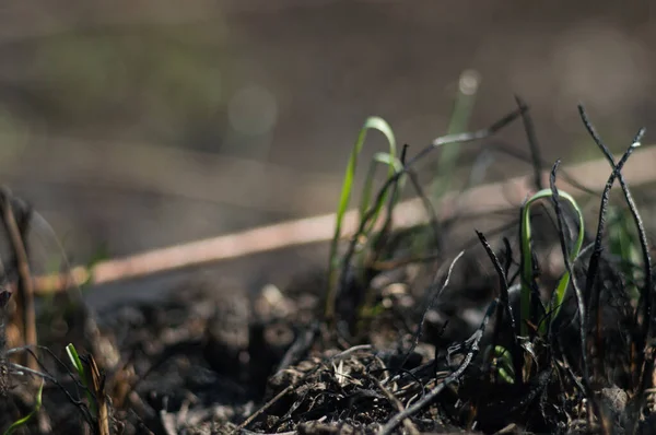 Erba Verde Prova Crescere Dopo Fuoco Foglie Verdi Erba Cenere — Foto Stock