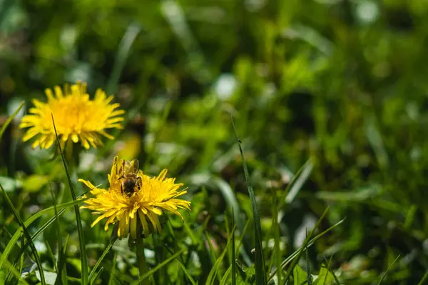 Gelbe Löwenzahne Mit Bienen Nahaufnahme Auf Verschwommenem Hintergrund Blumen Mit — Stockfoto