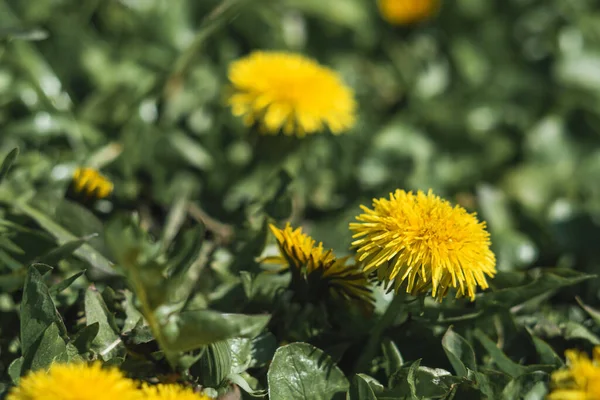 Gelbe Löwenzahn Nahaufnahme Auf Verschwommenem Hintergrund Blumen Mit Grünen Blättern — Stockfoto