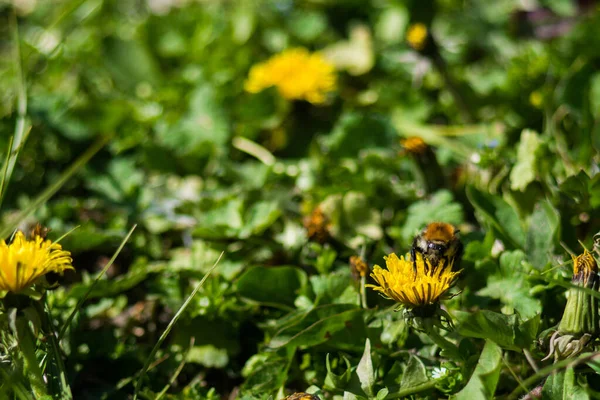 Denti Leone Gialli Con Primo Piano Calabrone Sfondo Sfocato Fiori — Foto Stock