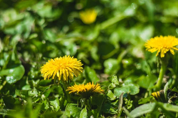 Gelbe Löwenzahn Nahaufnahme Auf Verschwommenem Hintergrund Mit Einem Tautropfen Blumen — Stockfoto