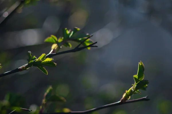 Pierwsze Zielone Liście Gałęzi Drzewa Zielone Liście Bliska Bokeh Zdjęcie — Zdjęcie stockowe