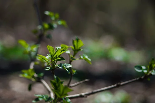 Prime Foglie Verdi Ramo Albero Foglie Verdi Primo Piano Con — Foto Stock