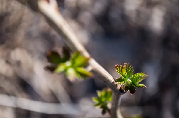 Prime Foglie Verdi Ramo Albero Foglie Verdi Primo Piano Con — Foto Stock