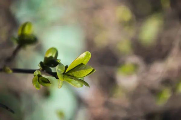 Pierwsze Zielone Liście Gałęzi Drzewa Zielone Liście Bliska Bokeh Zdjęcie — Zdjęcie stockowe