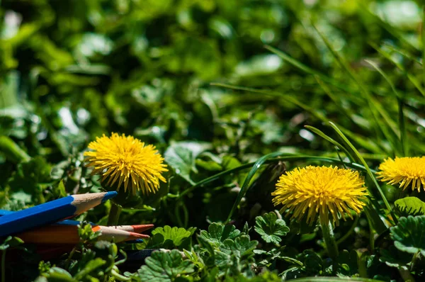 Sarı Karahindiba Ile Yeşil Çimlerde Farklı Renkte Kalemler Kalemler Bokeh — Stok fotoğraf