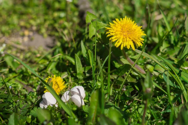 花と草の中の白い丸薬 タンポポの丸薬や錠剤はボケで閉じます テーマ コロナウイルスとコヴィド のコンセプト写真 — ストック写真