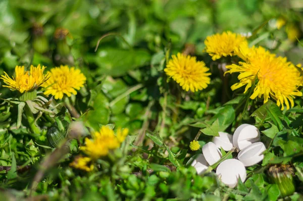 Weiße Pillen Gras Mit Blumen Pillen Oder Tabletten Mit Löwenzahn — Stockfoto