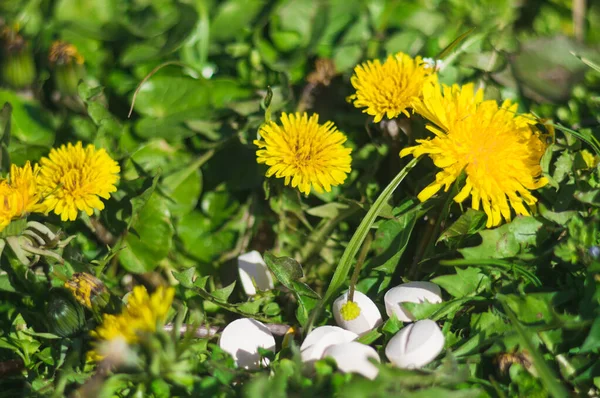 Comprimidos Brancos Grama Com Flores Comprimidos Comprimidos Com Dente Leão — Fotografia de Stock