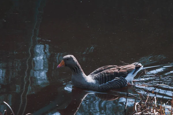 Wild geese flock eating in the river. Angry gray goose closeup in dirty dark water. The problem of ecology in nature