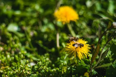 Bulanık arka planda arılara yakın sarı karahindibalar. Bokeh 'li yeşil yapraklı çiçekler. Yeni hayatın fotoğrafı. 22 Nisan 'da Dünya Günü için Fotoğraf.