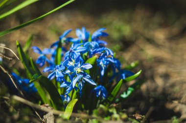 Mavi Scilla çiçekleri arka planda bulanık görünüyor. Bokeh 'li yeşil yapraklı çiçekler. Yeni hayatın fotoğrafı. 22 Nisan 'da Dünya Günü için Fotoğraf.