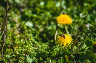 Bulanık arka planda arılara yakın sarı karahindibalar. Bokeh 'li yeşil yapraklı çiçekler. Yeni hayatın fotoğrafı. 22 Nisan 'da Dünya Günü için Fotoğraf.