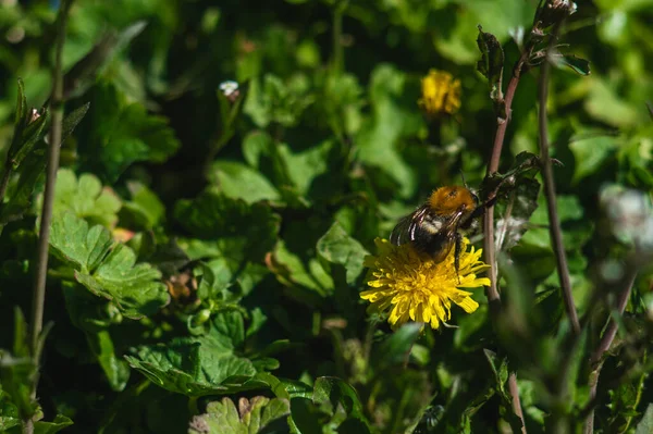 Yellow Dandelions Bumblebee Closeup Blurred Background Flowers Green Leaves Bokeh — Stock Photo, Image