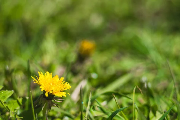 Gelbe Löwenzahn Nahaufnahme Auf Verschwommenem Hintergrund Mit Einem Tautropfen Blumen — Stockfoto