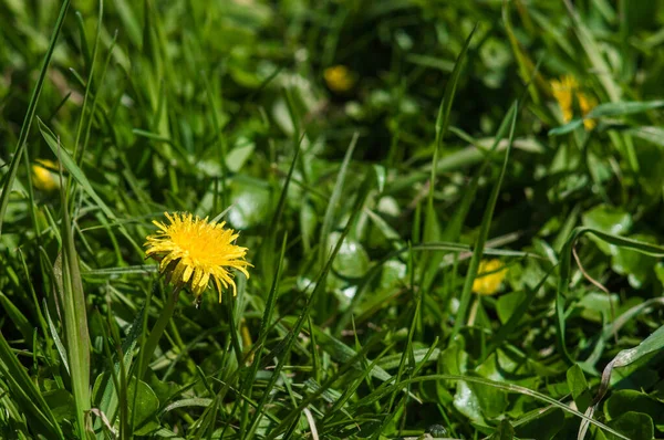 Gelbe Löwenzahn Nahaufnahme Auf Verschwommenem Hintergrund Mit Einem Tautropfen Blumen — Stockfoto