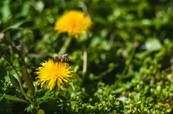 Gelbe Löwenzahne Mit Bienen Nahaufnahme Auf Verschwommenem Hintergrund Blumen Mit — Stockfoto