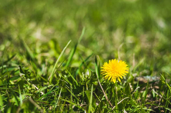 Gelbe Löwenzahn Nahaufnahme Auf Verschwommenem Hintergrund Blumen Mit Grünen Blättern — Stockfoto