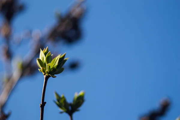 Prime Foglie Verdi Ramo Albero Foglie Verdi Primo Piano Con — Foto Stock