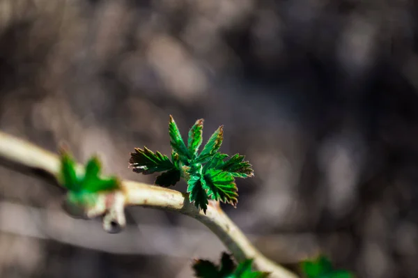 木の枝に最初の緑の葉 緑色の葉はボケと密接に付きます 新しい人生の写真 4月22日の地球の日の写真 — ストック写真