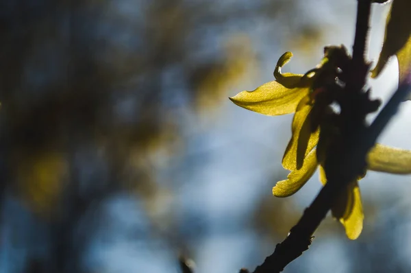 Pierwsze Żółte Kwiaty Forsythia Zbliżenie Żółte Płatki Bokeh Zdjęcie Nowego — Zdjęcie stockowe