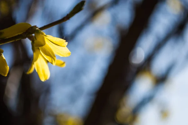 Pierwsze Żółte Kwiaty Forsythia Zbliżenie Żółte Płatki Bokeh Zdjęcie Nowego — Zdjęcie stockowe