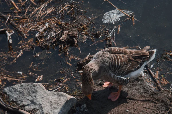 Wild geese flock eating in the river. Angry gray goose closeup on the river bank with garbage. The problem of ecology in nature