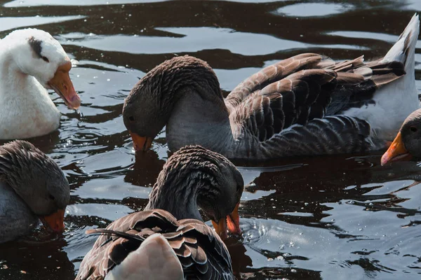 Wild geese flock eating in the river. Angry gray goose closeup in dirty dark water. The problem of ecology in nature