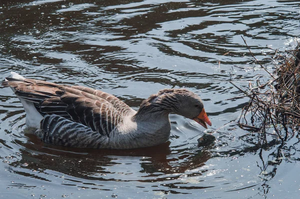 Oche Selvatiche Che Mangiano Nel Fiume Primo Piano Oca Grigia — Foto Stock