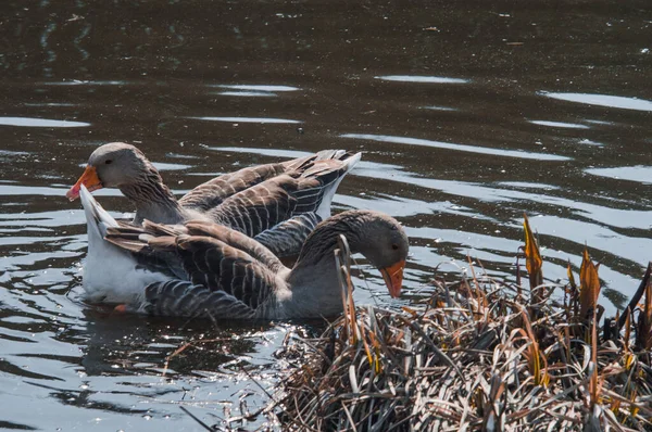 Wild geese flock eating in the river. Angry gray goose closeup in dirty dark water. The problem of ecology in nature