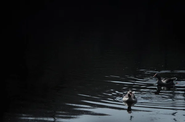 Vahşi Kaz Sürüsü Nehirde Yemek Yiyor Kızgın Gri Kaz Kirli — Stok fotoğraf