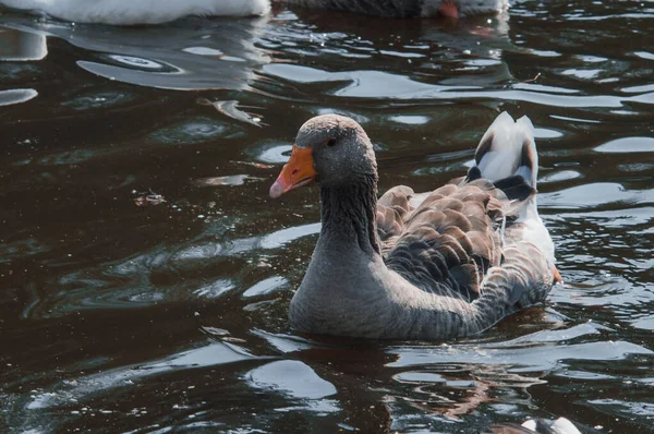 Wild geese flock eating in the river. Angry gray goose closeup in dirty dark water. The problem of ecology in nature